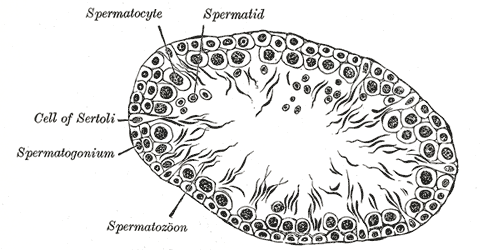 Spermiebildning